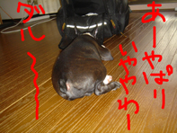 リュック2.jpg